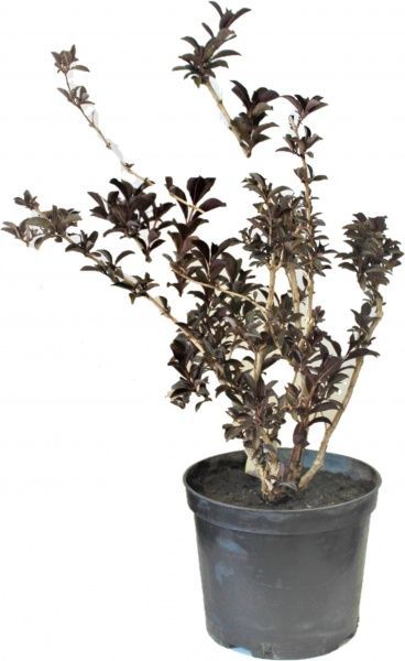 Саженец MegaPlant Вейгела цветущая Александра С5