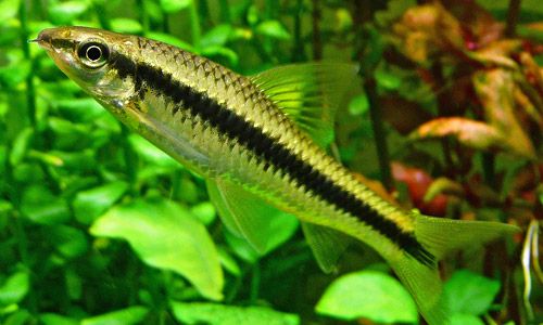 Рыбка Сиамский Водорослеед 3-5 см