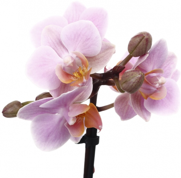 Растение комнатное Фаленопсис мини микс 6х20 см 1 ствол