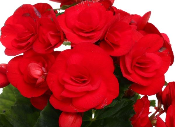 Растение Бегония красная 13х30 см