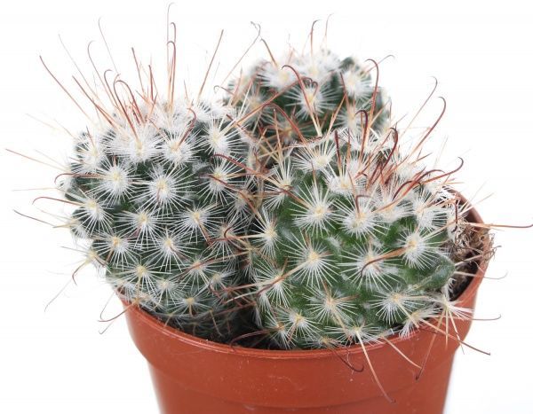 Растение Кактус микс 5,5