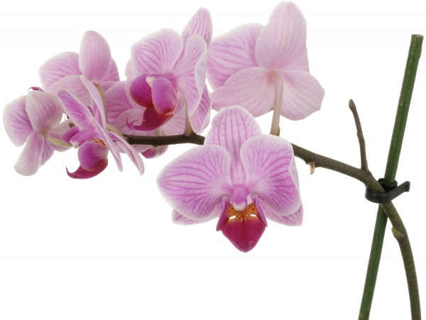 Рослина кімнатна Фаленопсис 1 гілка (А2) 9/25