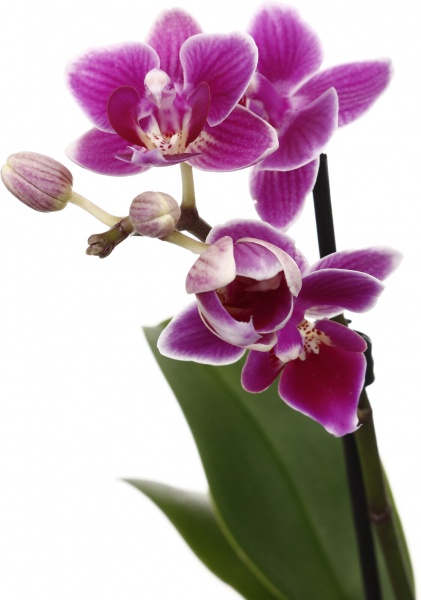 Рослина кімнатна Фаленопсис міні мікс 6х15 см в кераміці 1 стовбур