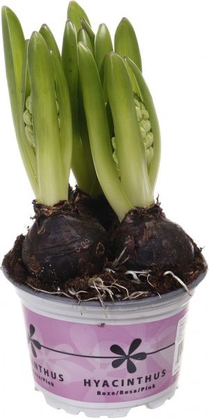 Растение комнатное Гиацинт микс 3рр 12/15