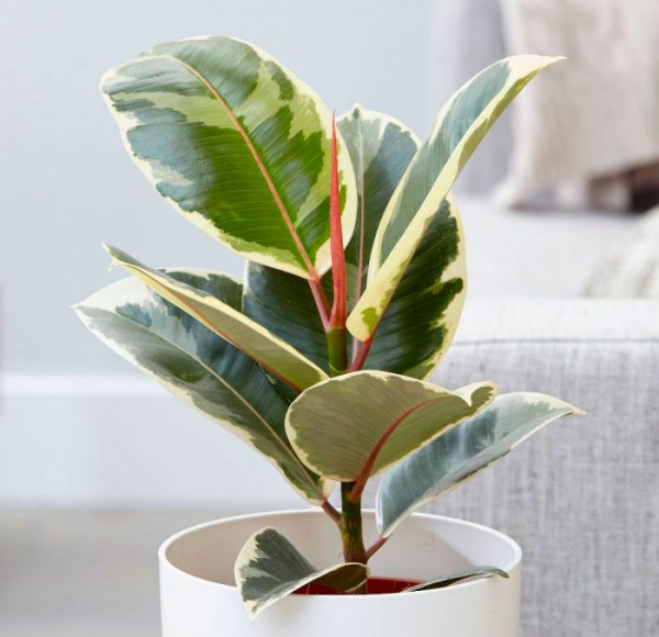 Растение Фикус Эластика микс d17/h55