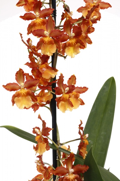 Рослина кімнатна Камбрія мікс 12х60 см 1 стовбур