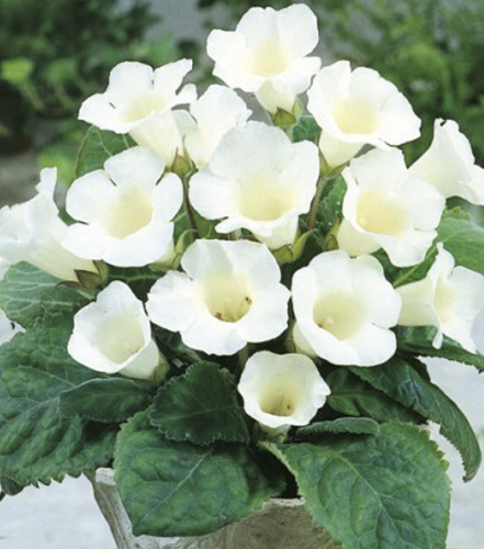 Цибулина Яскрава Глоксінія Mont Blanc 1 шт.