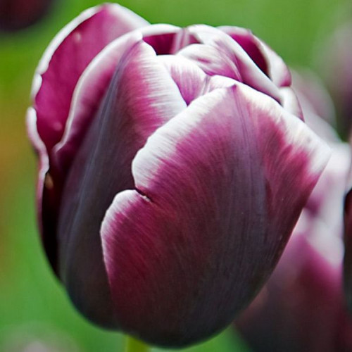 Луковица Яскрава Тюльпан триумф Jack Pot 3 шт.