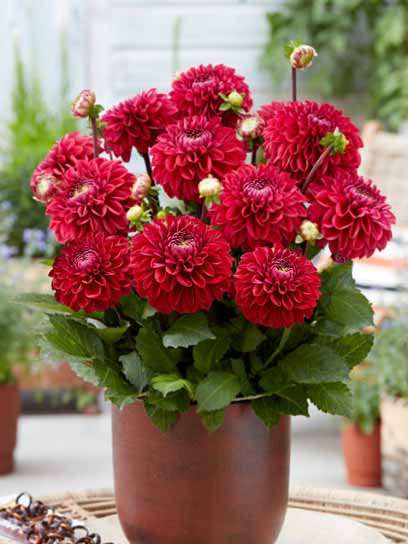 Корнеклубень георгины декоративной Малберри Харбор 1 шт. 