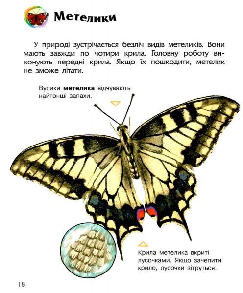 Книга Юлия Каспарова «Енциклопедія дошкільника: Комахи» 978-617-09-3729-2