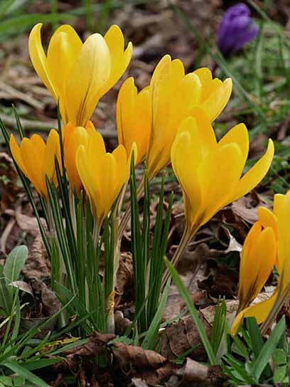 Клубнелуковица крокуса крупноцветкового желтого 4 шт. 