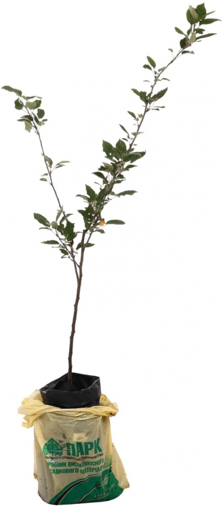 Саженец Яблоня в ассортименте 2 р (з/к)