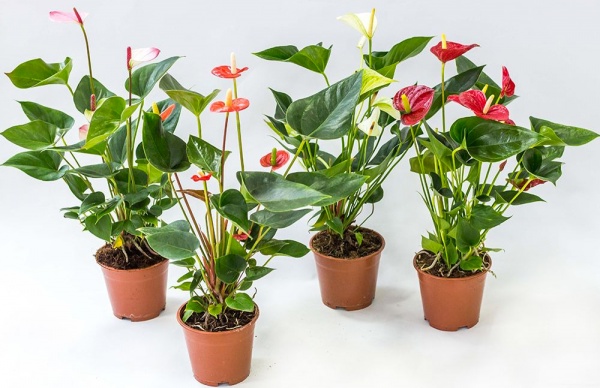 Растение Антуриум микс 17/65