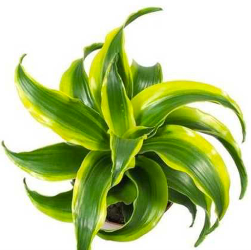 Рослина кімнатна Драцена d12/h20 Tornado без стовбура