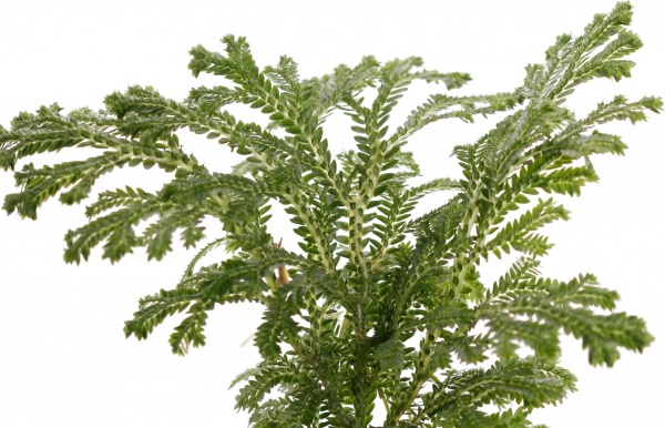 Растение селогинелла джори компакта 9/15