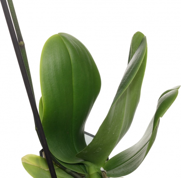 Растение комнатное Фаленопсис микс 1рр, 3/5 + 12/50