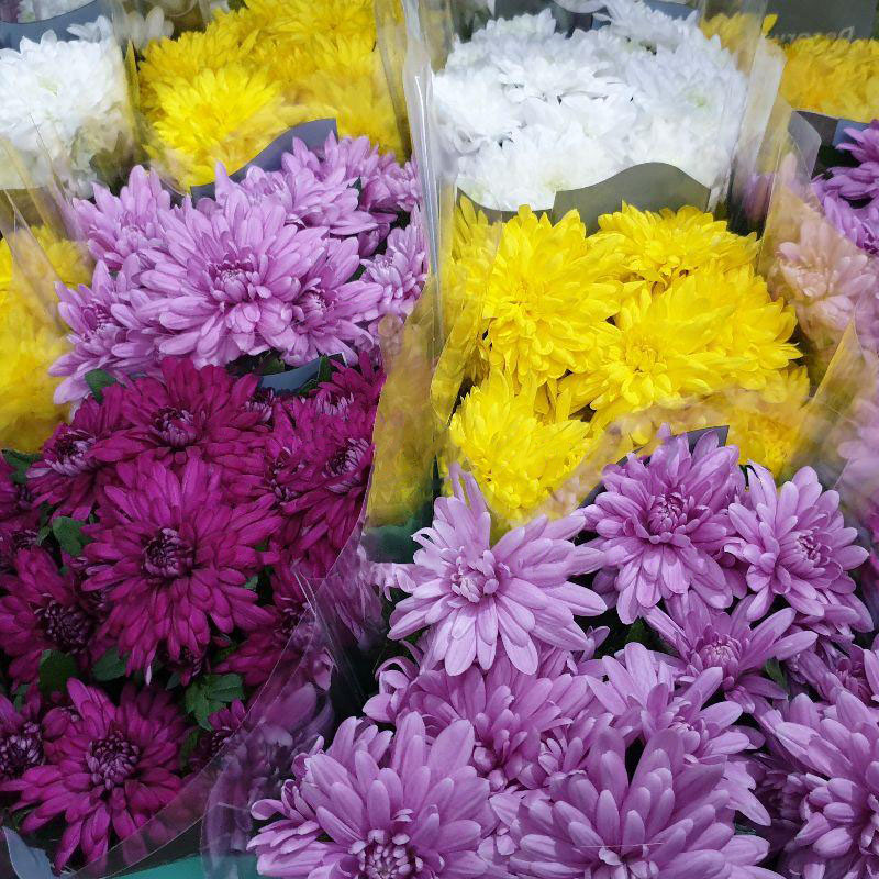 Рослина Хризантема 13x25 Grandezza Double мiкс (Decorum)
