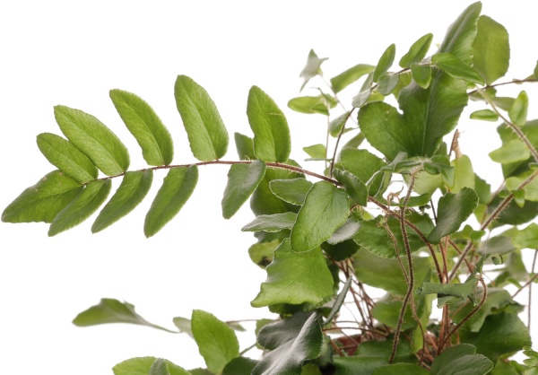 Растение комнатное Папоротная микс 8/20