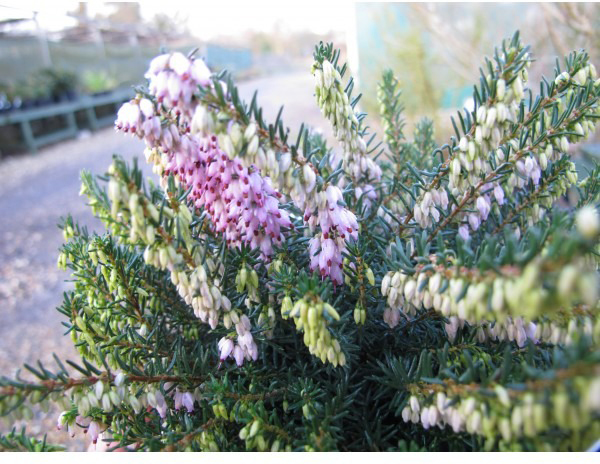 Растение Эрика Darlyensis d12/h25