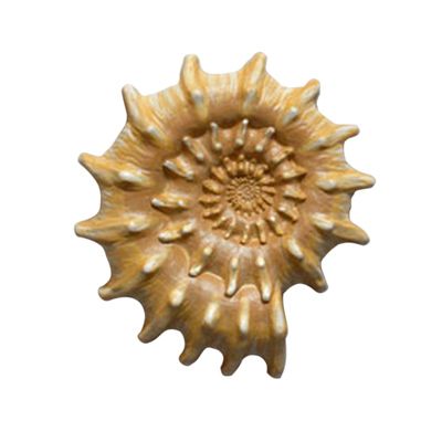 Декор гипсовый Подарок моря 4