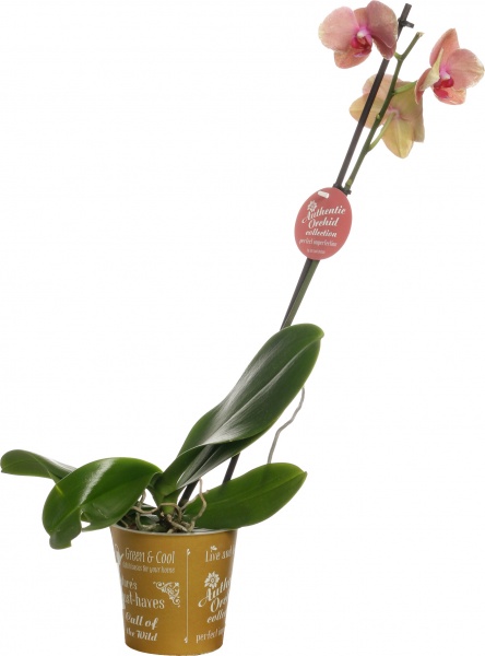 Растение комнатное Фаленопсис микс 1рр, 3/5 + 12/50