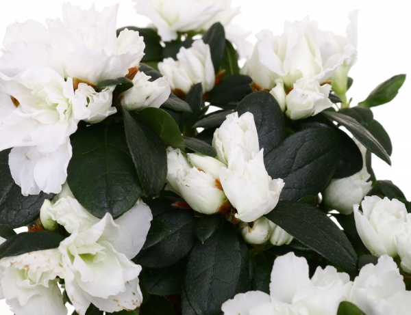 Рослина декоративна Азалія мікс 10/15