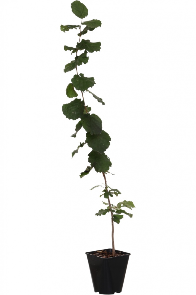 Саженец фундука 1р (C7)