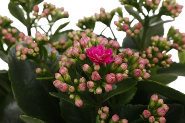 Растение комнатное Каланхоэ микс 15/27