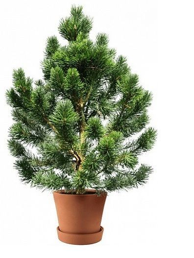 Саженец Сосна в горшке 1,5 м