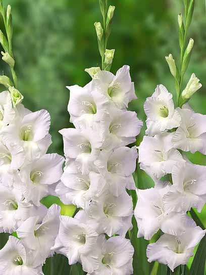 Клубнелуковица гладиолуса крупноцветкового Сноудон 3 шт. 