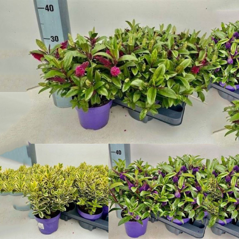 Растение Хебе 15х30 микс