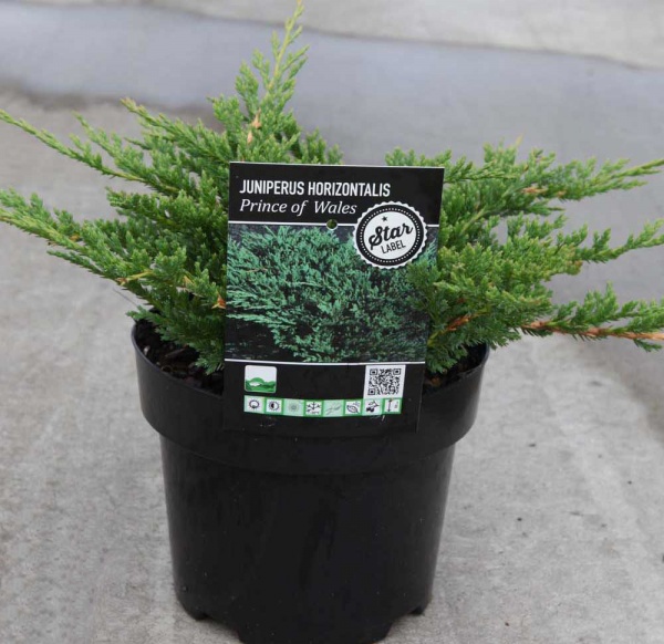 Растение Можжевельник горизонтальный / Juniperus horizontalis Prince of Wales С10 Ра