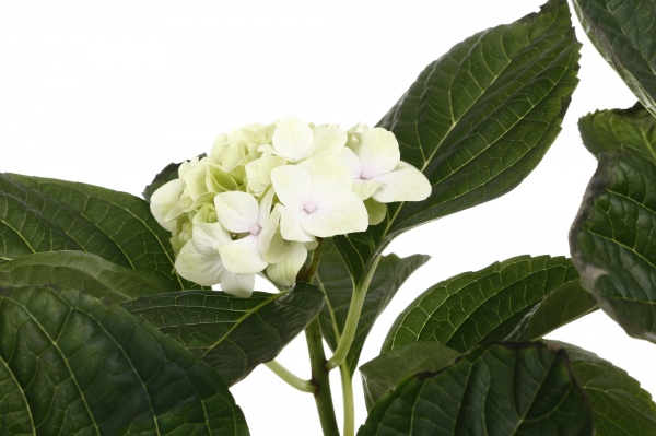 Рослина кімнатна Гортензія макро Мікс 2/3 13/30