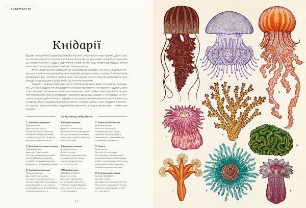 Книга Дженні Брум «Анімаліум» 978-617-679-376-2