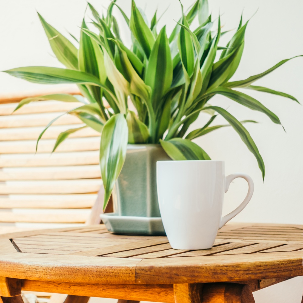 Субстрат Biovita для пальм, юкк и драцен 20 л