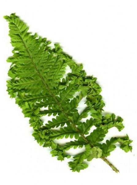 Рослина декоративна Лотос К Щитовник чоловічий Crispa' (Dryopteris f.-m. 'Crispa')