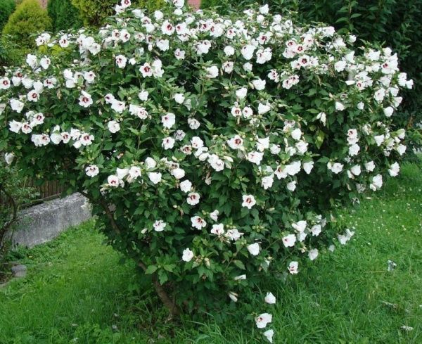 Растение Гибискус сирийский h ibiscus syriacus h 70-80 см