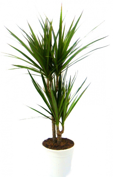 Рослина Драцена Мікс 17/55