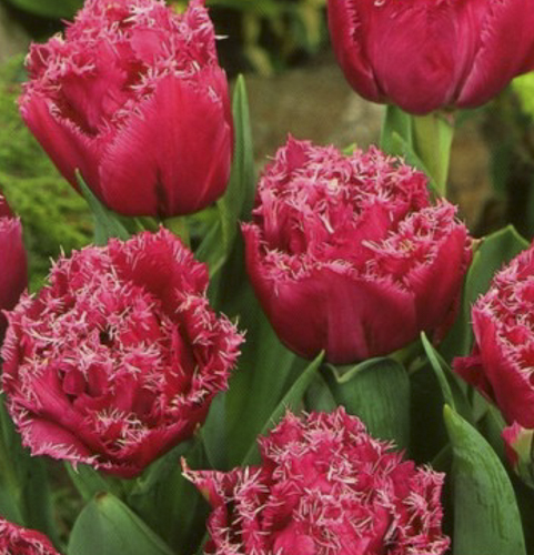 Луковица Яскрава Тюльпан двойной+бахромчатый Matchpoint 2 шт.