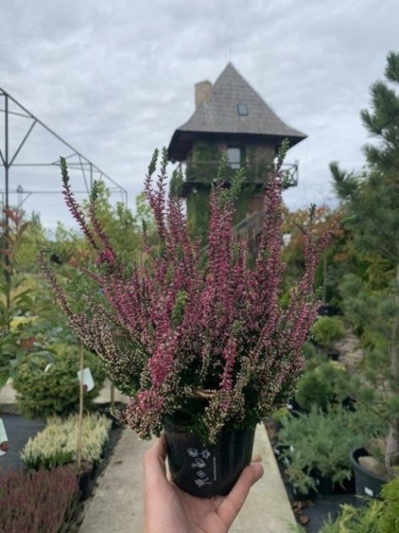 Растение Верес / Calluna vulgaris в ассортименте Р12