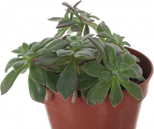 Рослина Ехеверія 15х25 см