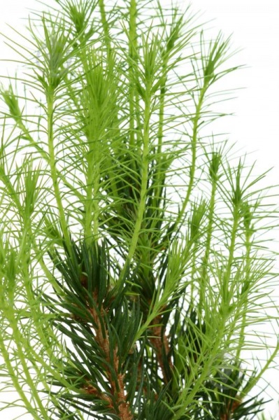 Растение Питея 