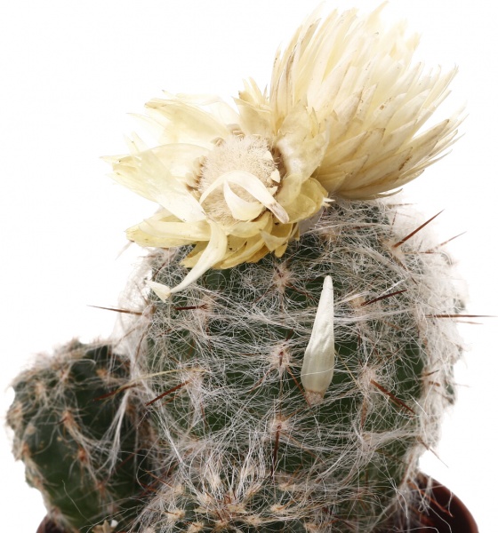 Кактус декоративный 5,5/8