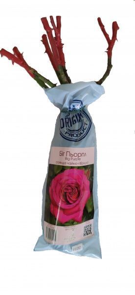 Саженец Merry Green Роза чайно-гибридная Биг Перпл