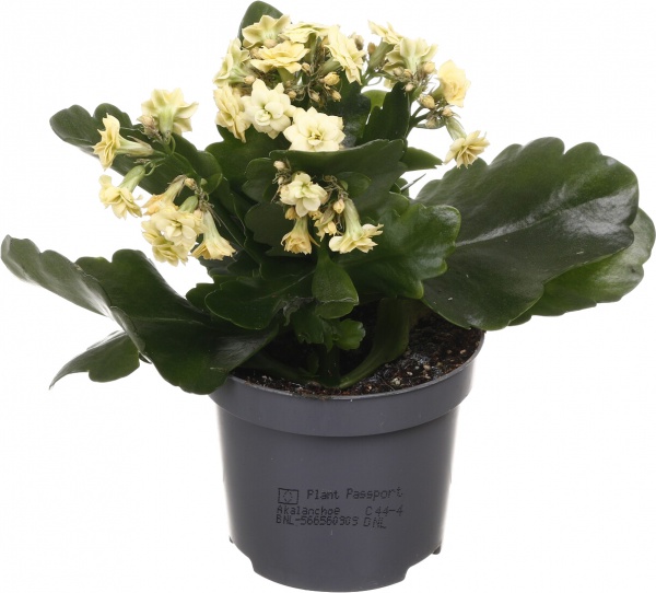 Растение комнатное Каланхоэ микс 10/20