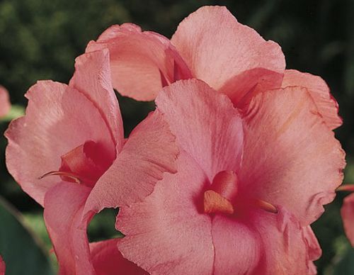 Корневище Яскрава Канна Chinese Cora 1 шт.