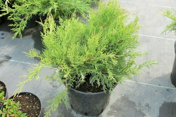 Растение Можжевельник виргинский Hetz (V21-S23 50+ C7.5)