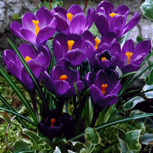 Луковица Яскрава Крокус Крупноцветковый Flower Record 5 шт. 