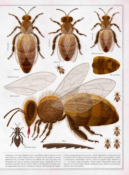 Книга Петр Соха «Бджоли» 978-966-915-239-8