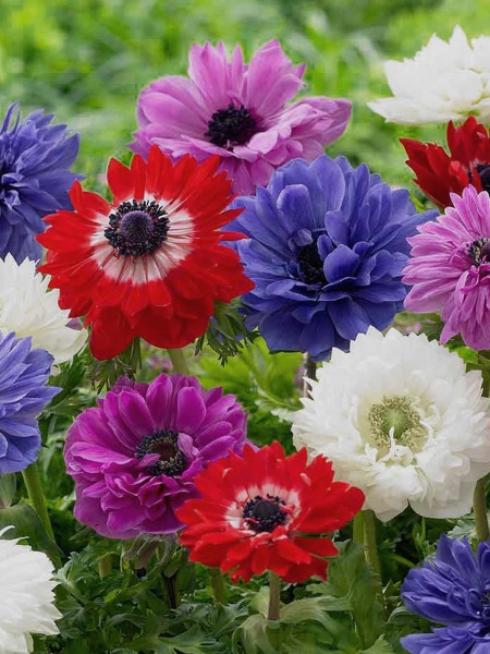 Корнеклубень анемоны Сейнт Бриджит 5 шт. 